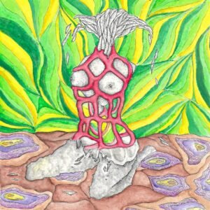 Clathrus ruber lady watercolor