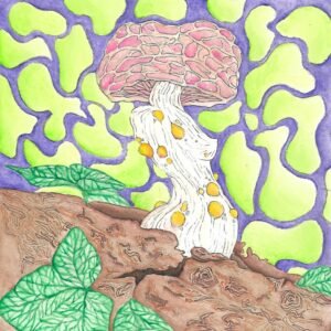 Rhodotus palmatus lady (watercolor)